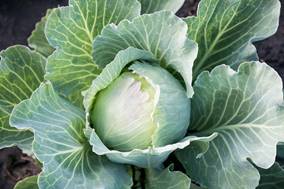 Cabbage